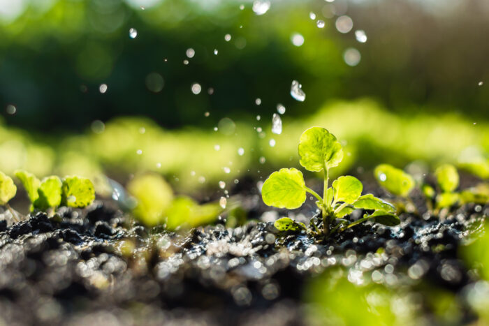 Recolección de agua de lluvia: almacenamiento inteligente para hogares y negocios